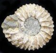 Pavlovia Ammonite Fossil - Siberia #29739-1